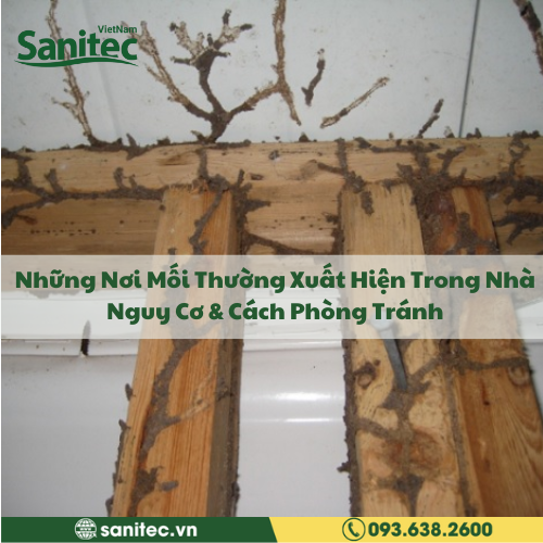Những Nơi Mối Thường Xuất Hiện Trong Nhà: Nguy Cơ & Cách Phòng Tránh